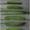 tr phryne larva6 volg1